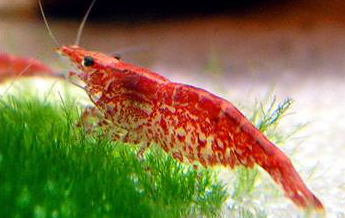 Bildiklerinizi gözden geçirin - Resim: 2