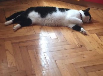 Kedilerin dünyayı fethettiğinin bilimsel kanıtı! - Resim: 4