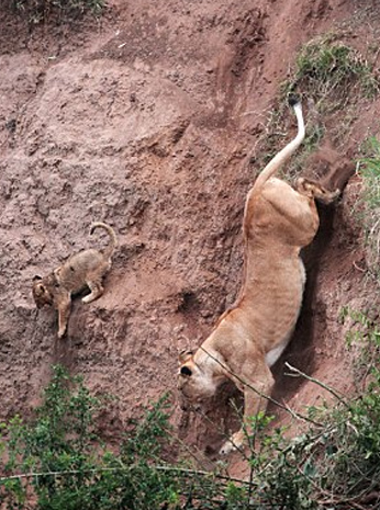 Yavrusu için kendini feda etti - Resim: 3