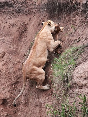 Yavrusu için kendini feda etti - Resim: 4