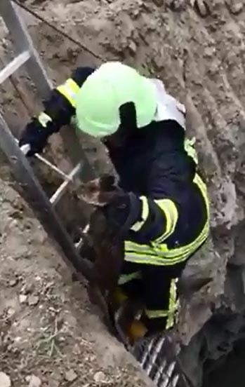 Kuyuya düşen tilki böyle kurtarıldı - Resim: 3