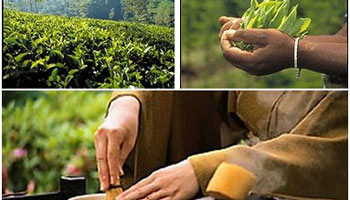 Hangi çay, neye iyi geliyor? - Resim: 1