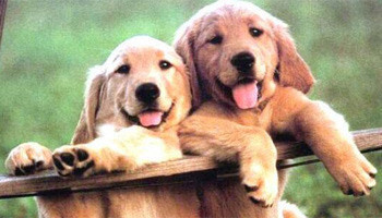 En salak suçlular - Resim: 1