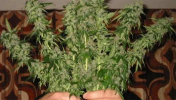 En salak suçlular - Resim: 2