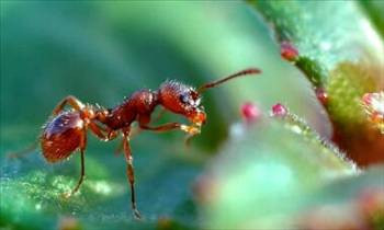 İşte zombi karıncalar - Resim: 3