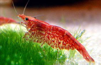 İşte bildiğinizi sandıklarınız - Resim: 3