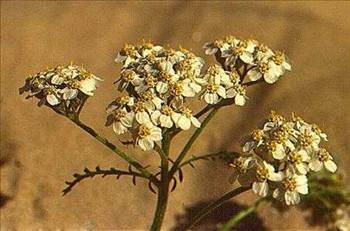 Migrenin tek ilacı civanperçemi! - Resim: 1