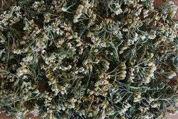 Migrenin tek ilacı civanperçemi! - Resim: 3