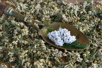 Migrenin tek ilacı civanperçemi! - Resim: 4