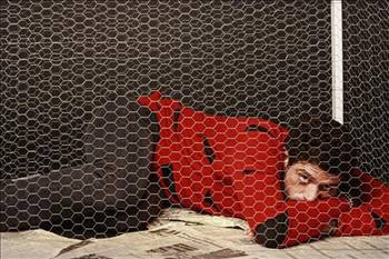 Hayvanlar için kafese girdiler! - Resim: 2