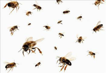 Arılar neden bal yapar? - Resim: 4