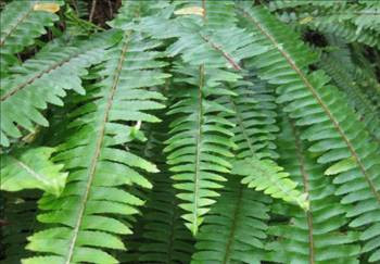 Evinizi temizleyecek 16 bitki - Resim: 1