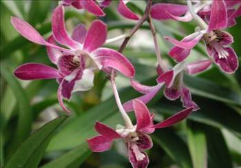 Evinizi temizleyecek 16 bitki - Resim: 2