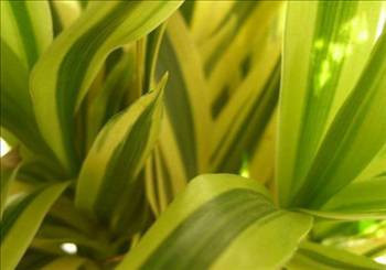 Evinizi temizleyecek 16 bitki - Resim: 3