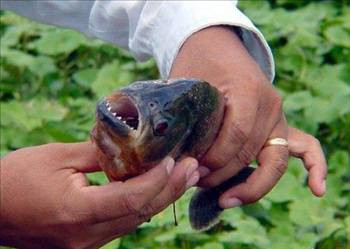 Doğanın 'en'leri - Resim: 4