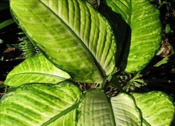 Evinizi temizleyecek 16 bitki - Resim: 4