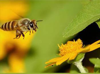 Arılar neden bal yapar? - Resim: 3