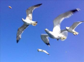 Türkiye'de bedava yapılacak 100 şey - Resim: 3