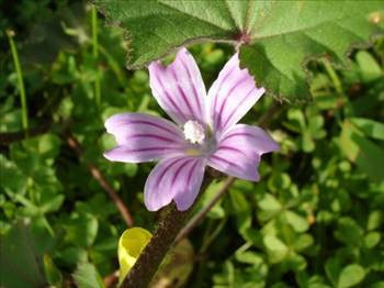 Yabani ot deyip geçmeyin! - Resim: 3