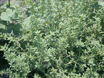 Yabani ot deyip geçmeyin! - Resim: 4