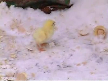 Rusya'da insanlık dışı görüntüler! - Resim: 3