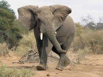 Çılgın bilim adamı çift başlı köpek yarattı - Resim: 1