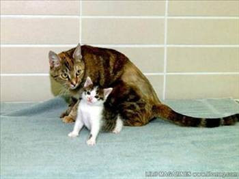 Klonlanmış 10 hayvan - Resim: 3