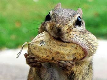 Sincabın fıstıkla zor anları - Resim: 1