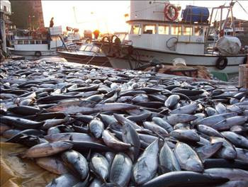 Hangi mevsimde hangi balık yenir? - Resim: 2