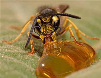 Arılar neden bal yapar? - Resim: 2
