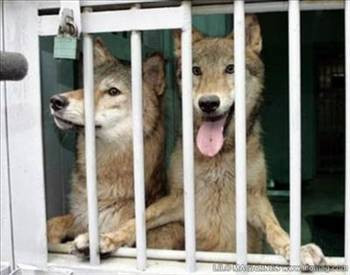 Klonlanmış 10 hayvan - Resim: 2