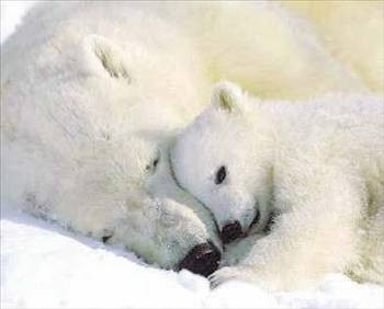 Doğanın 'en'leri - Resim: 2