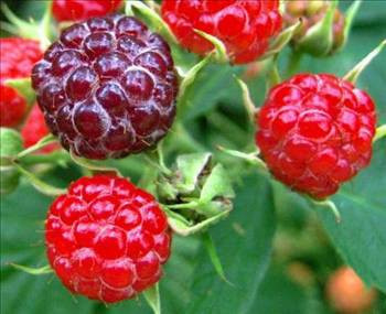 İşte bitkilerin faydaları - Resim: 3