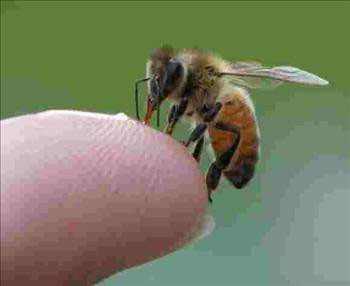 Arı sokmasındaki şifa - Resim: 3