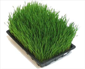 Buğdayın da suyunu çıkardılar - Resim: 2