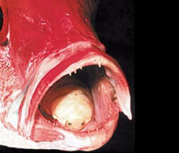 Dünyanın en korkunç parazitleri! - Resim: 4