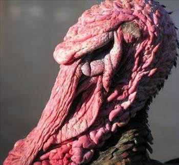 Türklere neden Turkey denir? - Resim: 4