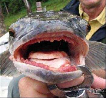 Ağaca tırmanabilen balık "fishzilla" - Resim: 4