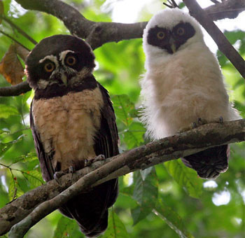 En sosyetik hayvan - Resim: 4