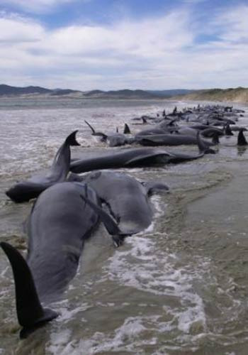 107 balina can çekişerek öldü - Resim: 4