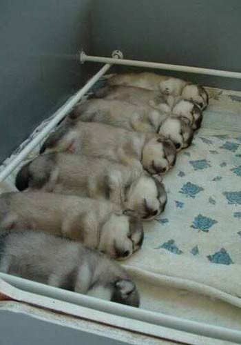 Bu disiplin anlaşına şaşıracaksınız! - Resim: 3