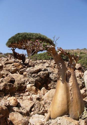 İnanmak için görmek lazım - Resim: 4