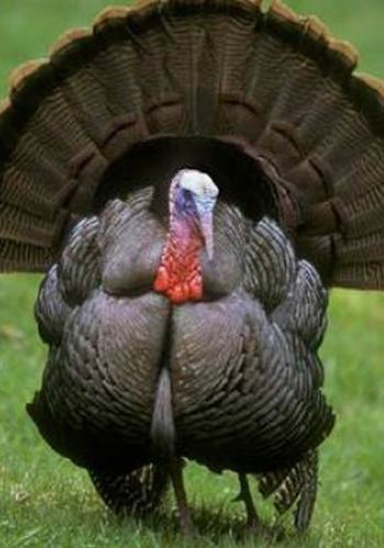 İngilizler hindiye neden Turkey der - Resim: 4