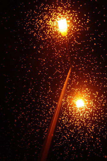 Çiftleşmek için ölüyorlar! - Resim: 2