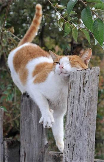 En ilginç fotoğraf kareleri! - Resim: 2