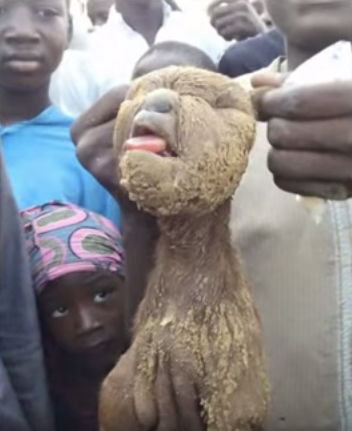 Akıllara zarar! Çöpte buldular görenler küçük dilini yuttu - Resim: 3