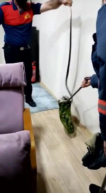 Düzce'de kartonpiyerden yılanlar çıktı! Klimadan girmişler - Resim: 3