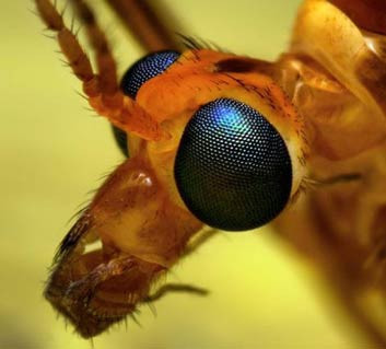 Böceklerin gözleri - Resim: 1
