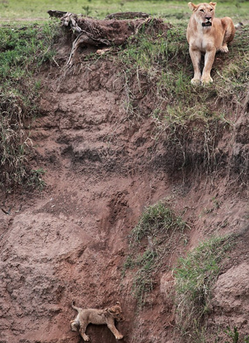 Yavrusu için kendini feda etti - Resim: 1