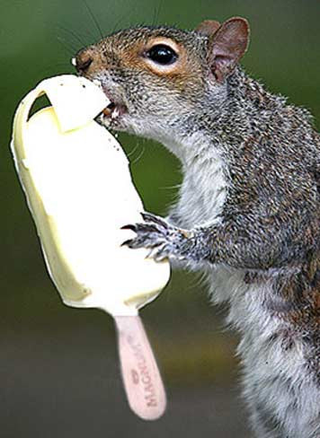 Sincabın fıstıkla zor anları - Resim: 4